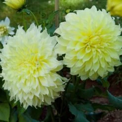 Dahlia 'Kelvin Floodlight' -Olivia Plants Sales x600 21566