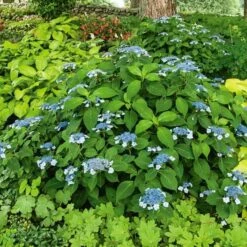 Hydrangea Serrata 'Blue Billow' -Olivia Plants Sales x600 21607