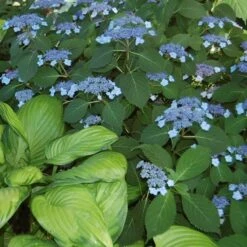 Hydrangea Serrata 'Blue Billow' -Olivia Plants Sales x600 21608
