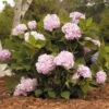 Hydrangea Macrophylla Endless Summer®