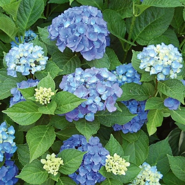 Hydrangea Macrophylla Endless Summer® 2 Hydrangea Macrophylla Endless Summer® - Image 2