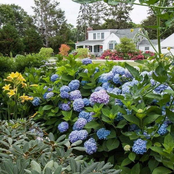 Hydrangea Macrophylla Endless Summer® 3 Hydrangea Macrophylla Endless Summer® - Image 3