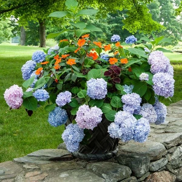 Hydrangea Macrophylla Endless Summer® 4 Hydrangea Macrophylla Endless Summer® - Image 4