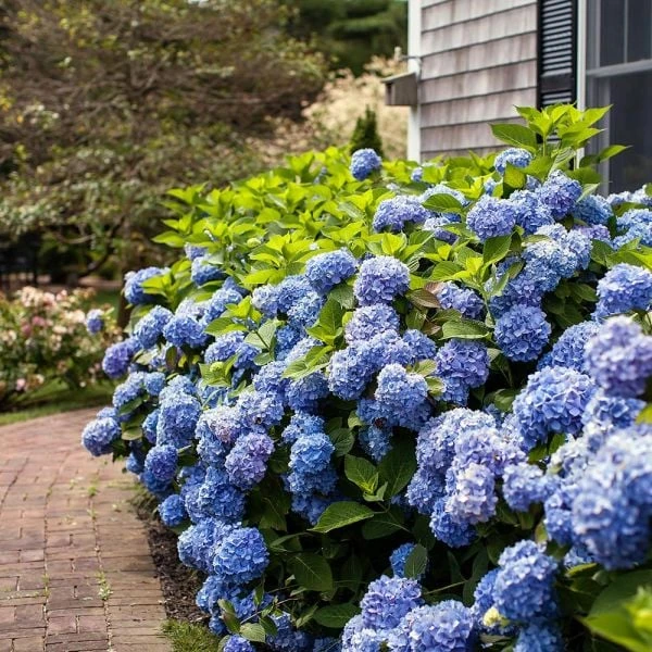 Hydrangea Macrophylla Endless Summer® 5 Hydrangea Macrophylla Endless Summer® - Image 5