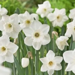 Narcissus 'Stainless' -Olivia Plants Sales x600 21646