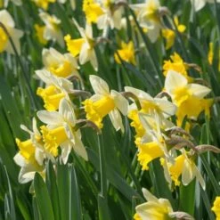 Narcissus 'Cornish King' -Olivia Plants Sales x600 21764