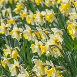 Narcissus 'Cornish King' -Olivia Plants Sales x600 21765