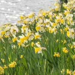 Narcissus 'Cornish King' -Olivia Plants Sales x600 21766