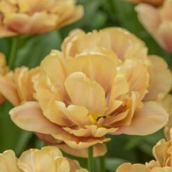Tulip 'La Belle Epoque' -Olivia Plants Sales x600 21868