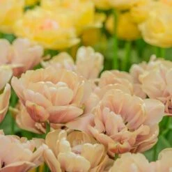 Tulip 'La Belle Epoque' -Olivia Plants Sales x600 21869