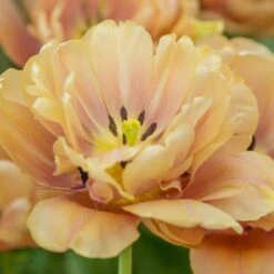 Tulip 'La Belle Epoque' -Olivia Plants Sales x600 21870