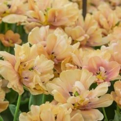 Tulip 'La Belle Epoque' -Olivia Plants Sales x600 21871