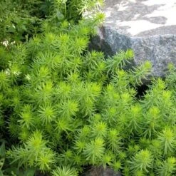 Sedum Rupestre 'Angelina' 8 Sedum Rupestre 'Angelina' -Olivia Plants Sales x600 21901