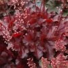 Heuchera Forever® Red