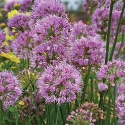 Pollinator Bulb & Perennial Garden 18 Pollinator Bulb & Perennial Garden -Olivia Plants Sales x600 21950 1