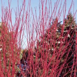 Cornus Stolonifera Arctic Fire® Red -Olivia Plants Sales x600 21961
