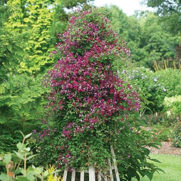 Clematis 'Sweet Summer Love' 3 Clematis 'Sweet Summer Love' - Image 3