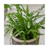 Lemon Button Fern Trio In Togo Pots