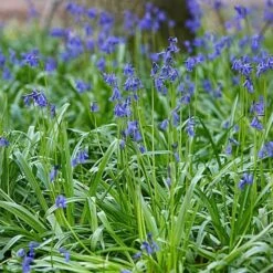 Pollinator Bulb Collection -Olivia Plants Sales x600 22087