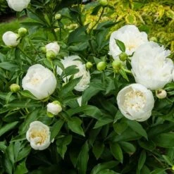 Peony 'Duchesse De Nemours' -Olivia Plants Sales x600 22094