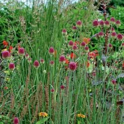 Allium Sphaerocephalon -Olivia Plants Sales x600 22112