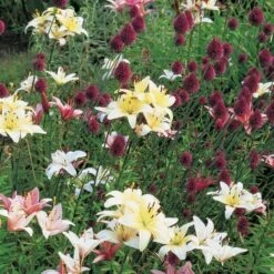 Allium Sphaerocephalon -Olivia Plants Sales x600 22113