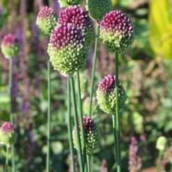Allium Sphaerocephalon -Olivia Plants Sales x600 22114