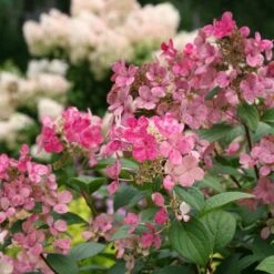 Hydrangea Paniculata Little Quick Fire® -Olivia Plants Sales x600 22163