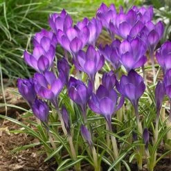 Pollinator Bulb Collection -Olivia Plants Sales x600 22165