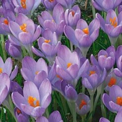 Pollinator Bulb & Perennial Garden 19 Pollinator Bulb & Perennial Garden -Olivia Plants Sales x600 22170 1