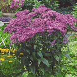 Monarch Butterfly Perennial Garden 16 Monarch Butterfly Perennial Garden -Olivia Plants Sales x600 22173