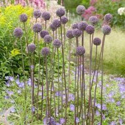 Allium 'Summer Drummer' -Olivia Plants Sales x600 22176