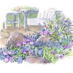 Pollinator Bulb Collection -Olivia Plants Sales x600 22189