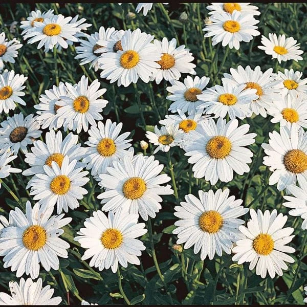 Leucanthemum X Superbum 'Becky' 1 Leucanthemum X Superbum 'Becky'