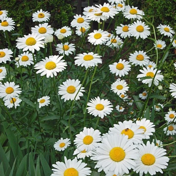 Leucanthemum X Superbum 'Becky' 3 Leucanthemum X Superbum 'Becky' - Image 3