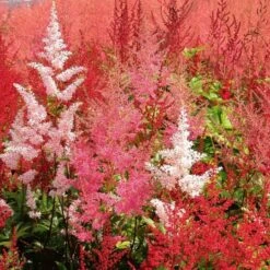 Cornerstone Astilbe Collection -Olivia Plants Sales x600 22205