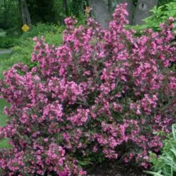 Weigela Florida Wine & Roses® -Olivia Plants Sales x600 22209