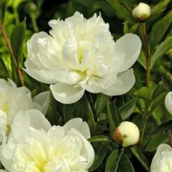 Peony 'Duchesse De Nemours'