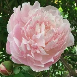 Peony 'Myrtle Gentry' -Olivia Plants Sales x600 22219