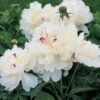 Peony 'Festiva Maxima'