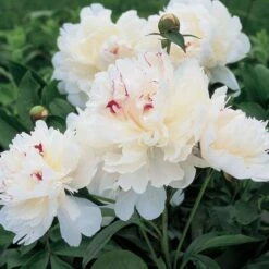 Peony 'Festiva Maxima'