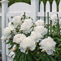 Peony 'Festiva Maxima' -Olivia Plants Sales x600 22225