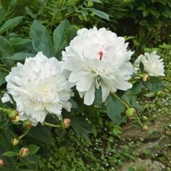 Peony 'Festiva Maxima' -Olivia Plants Sales x600 22226