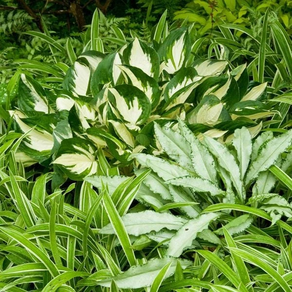 Hosta 'Fire And Ice' 2 Hosta 'Fire And Ice' - Image 2