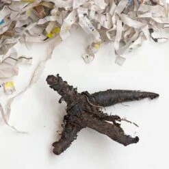 Mertensia Virginica -Olivia Plants Sales x600 22299