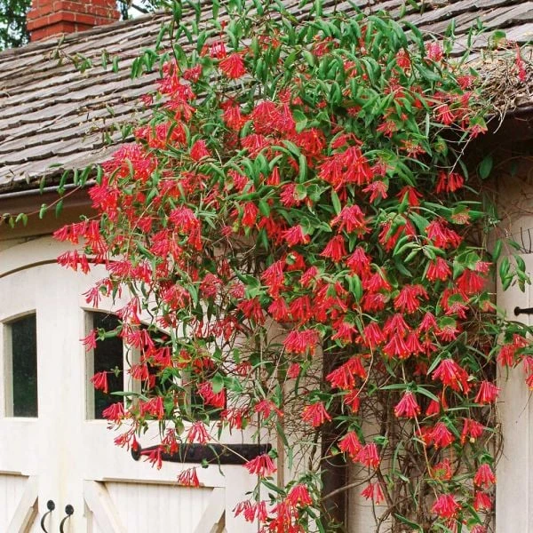 Lonicera Sempervirens 'Major Wheeler' 2 Lonicera Sempervirens 'Major Wheeler' - Image 2