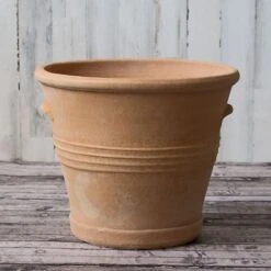 Cretan Pot Kasteli 5 Cretan Pot Kasteli -Olivia Plants Sales x600 22302