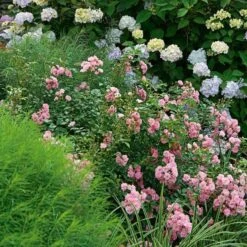 Rose 'The Fairy' -Olivia Plants Sales x600 22305