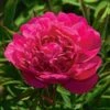 Peony 'Kansas'
