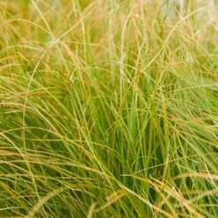 Apricot Allegro Annual Collection -Olivia Plants Sales x600 22324